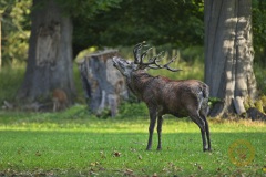 Rotwildbrunft im Wisentgehege Springe