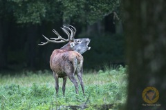Rotwildbrunft im Wisentgehege Springe