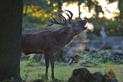 Rotwildbrunft im Wisentgehege Springe