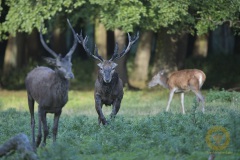 Rotwildbrunft im Wisentgehege Springe