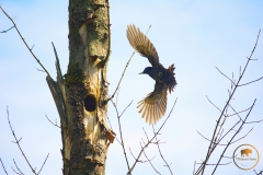 Schwarzspecht Männchen im Anflug auf die Höhle