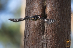 1_THN2272