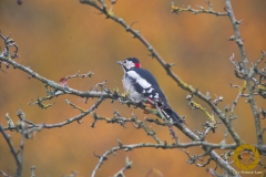 Buntspecht im Wisentgehege Springe