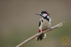 Buntspecht Männchen