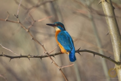 Eisvogel