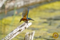 Eisvogel
