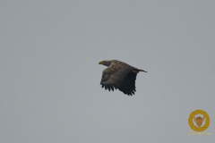 Seeadler