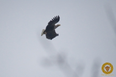 Seeadler