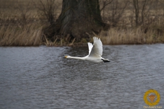 Singschwan
