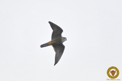 Wanderfalke