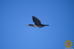 Kormoran