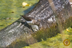 Flussuferläufer