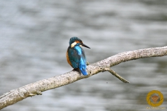 Eisvogel am Stausee Liebenwalde