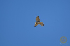 Rüttelnder Turmfalke, weiblich