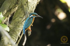 Eisvogel