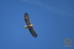 Seeadler