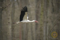 Weißstorch, Wisentgehege Springe