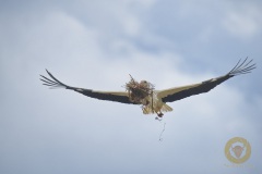 Weißstorch, Wisentgehege Springe