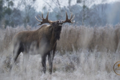 Elch im Wildpark Schorfheide