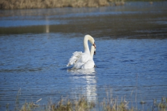 1_THL1195