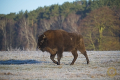 Wisente im Wildpark Schorfheide