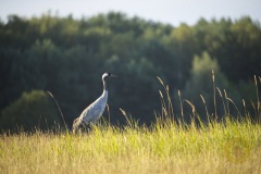 Wildlife:Kranich im Wildpark Schorfheide