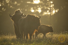 Wisente im Wildpark Schorfheide