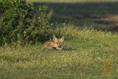 Wildlife: Fuchs im Wildpark Schorfheide