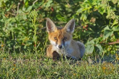 Wildlife: Fuchs im Wildpark Schorfheide