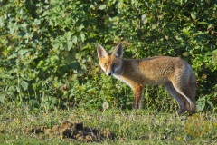 Wildlife: Fuchs im Wildpark Schorfheide