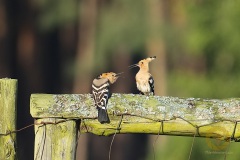 Wildlife: Wiedehopf im Wildpark Schorfheide