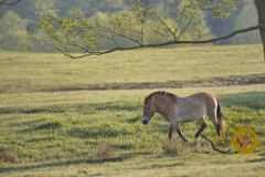 Przewalskipferd im Wildpark Schorfheide