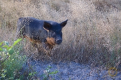Wollschwein-Ferkel im Wildpark Schorfheide