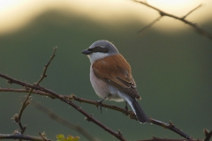 Neuntöter Männchen im Wildpark Schorfheide