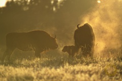 Wisente im Wildpark Schorfheide