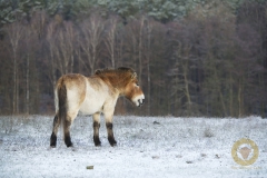 Przewalskipferd  im Wildpark Schorfheide