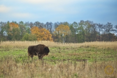 Wisentkuh im Wildpark Schorfheide