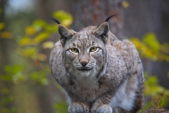 Luchskatze "Luna" im Wildpark Schorfheide