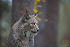 Luchskatze "Luna" im Wildpark Schorfheide