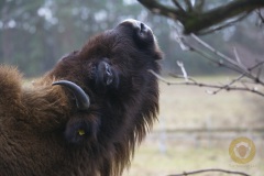 Wisentkuh im Wildpark Schorfheide