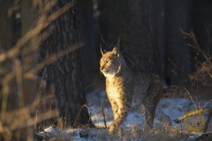 Luchs im Wilkdpark Schorfheide