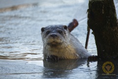 Fischotter im Wildpark Schorfheide