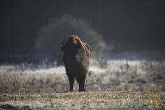Wisente im Wildpark Schorfheide