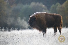 Wisentkuh Ikea im Wildpark Schorfheide