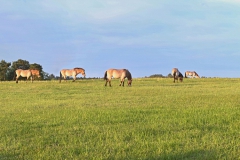 Przewalski-Panorama im Wildpark Schorfheide
