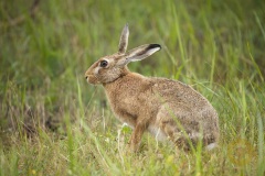 Wildlife: Hase im Wildpark Schorfheide