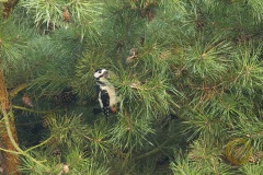 Wildlife: Buntspecht im Wildpark Schorfheide