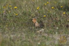 Wildlife: Wiedehopf im Wildpark Schorfheide