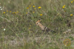 Wildlife: Wiedehopf im Wildpark Schorfheide