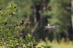 Wildlife: Wiedehopf im Wildpark Schorfheide